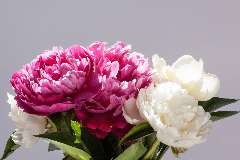 Free peonies image, public domain flower CC0 photo.