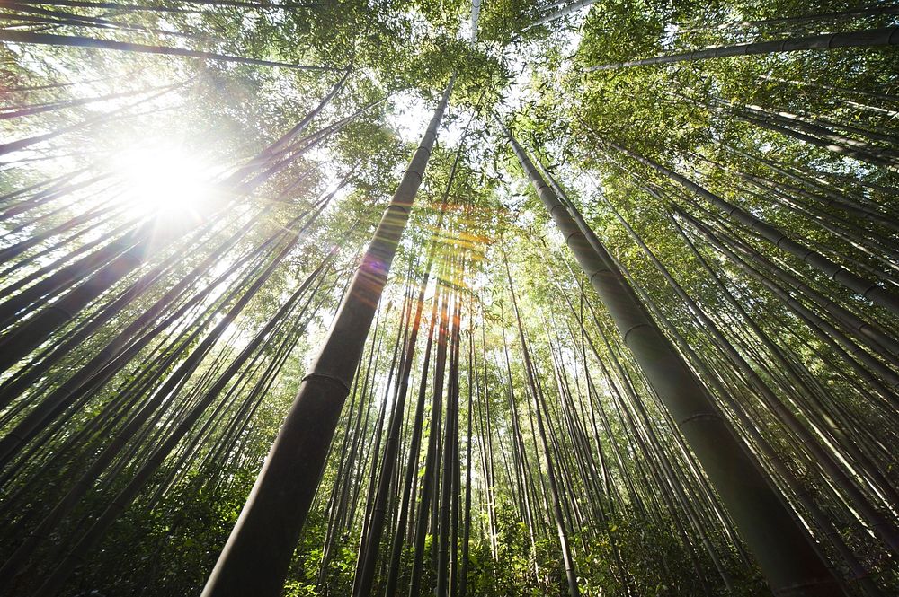 Free towering bamboos image, public domain nature CC0 photo.