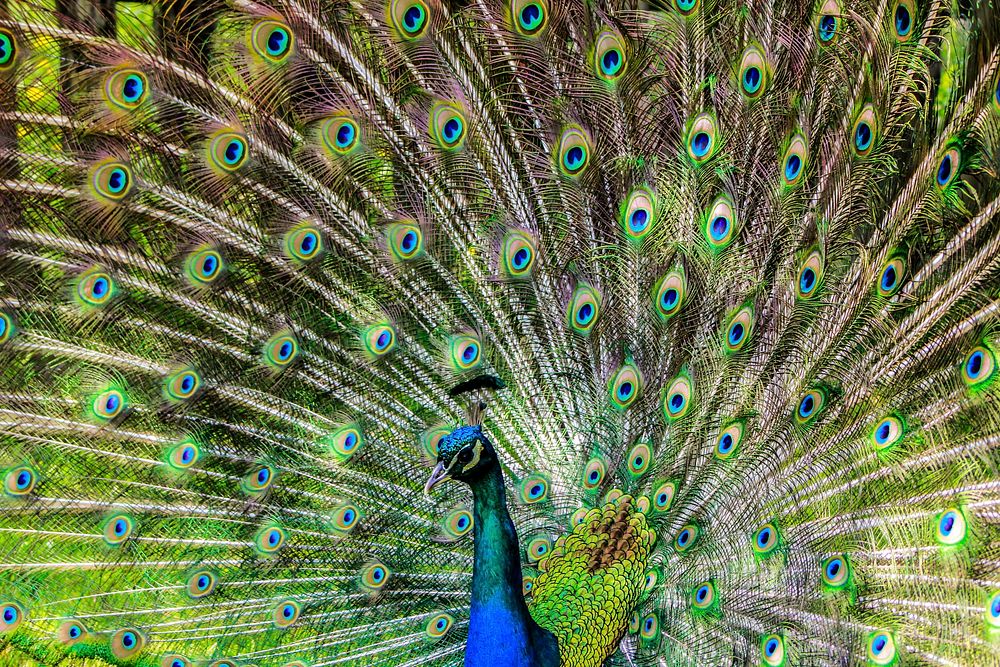 Free peacock with feathers spread image, public domain animal CC0 photo.