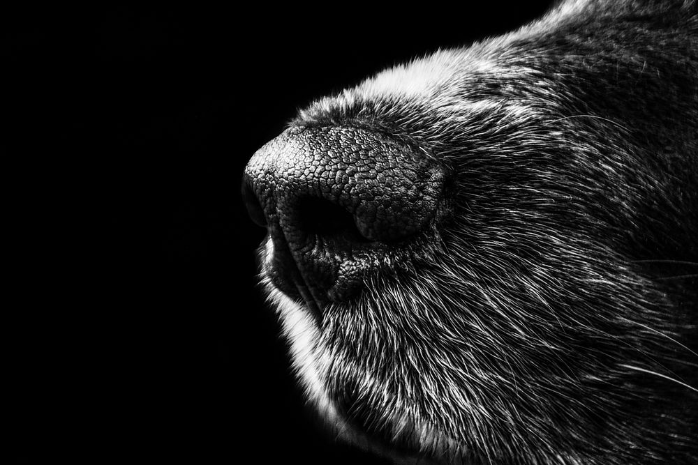 Free dog's nose background image, public domain CC0 photo.