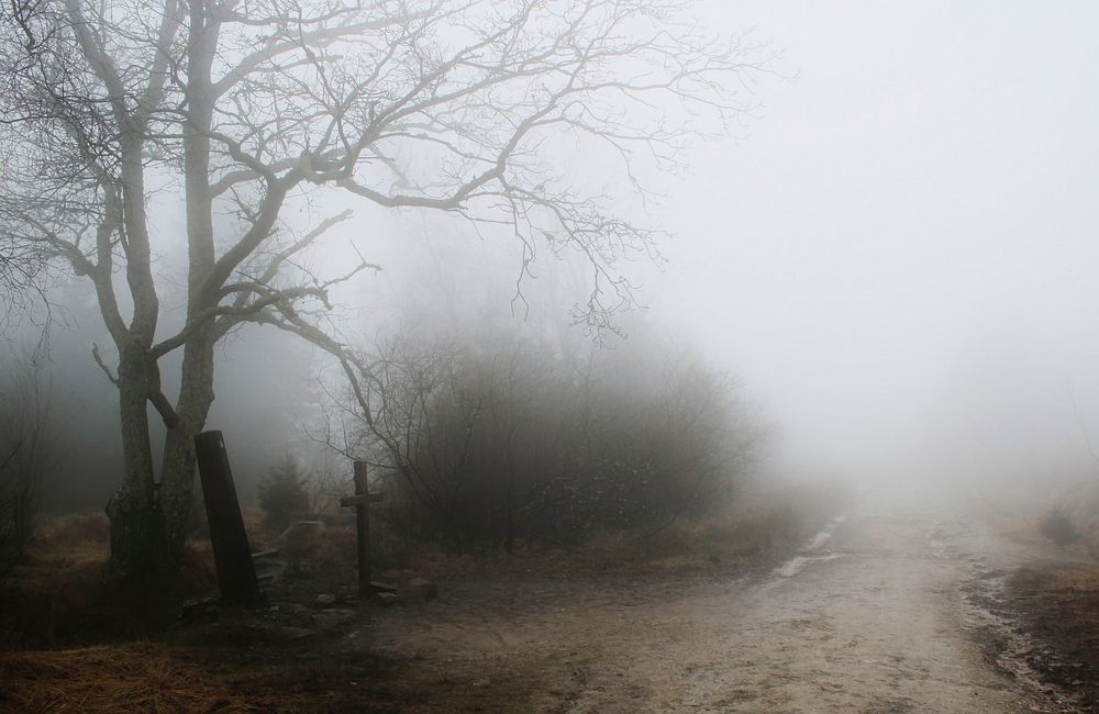 Free misty forest trail image, public domain nature CC0 photo.