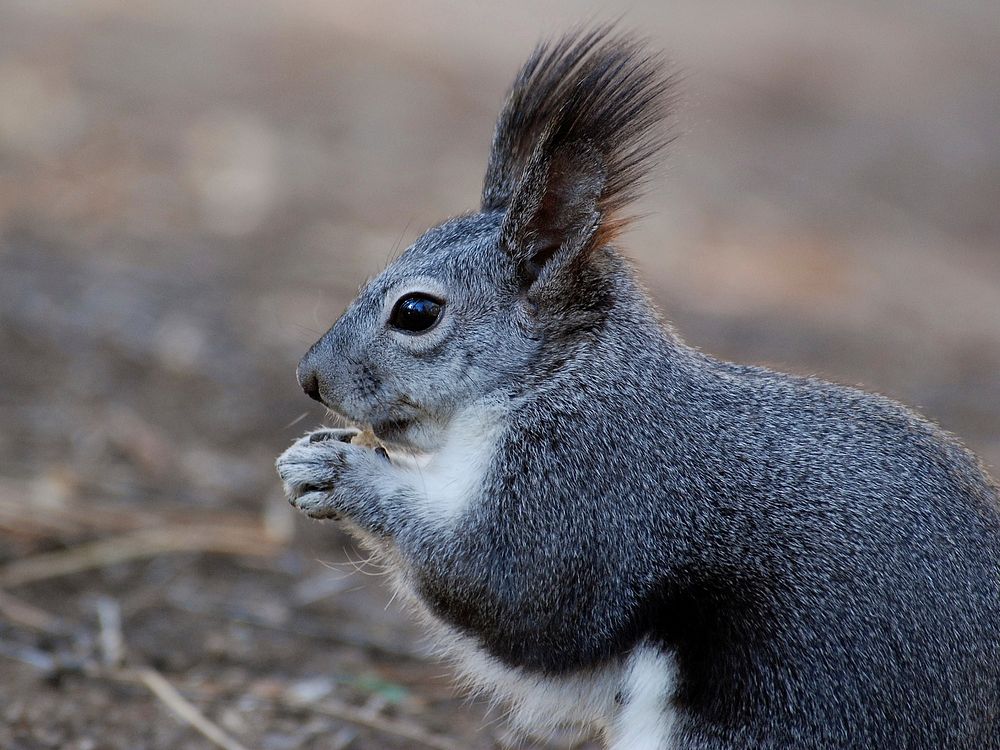 Free cute squirrel eating nut image, public domain CC0 photo.