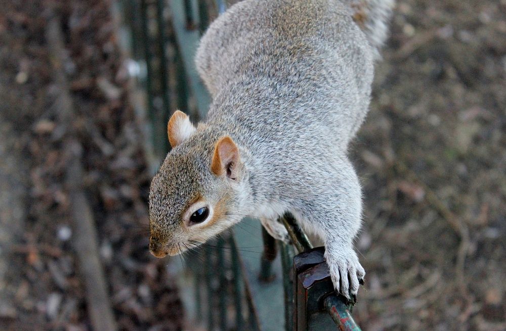 Free gray squirrel image, public domain animal CC0 photo.