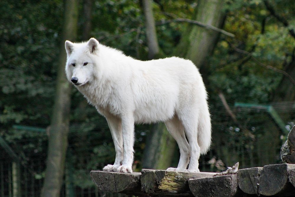 Free arctic wolf standing on log image, public domain animal CC0 photo.
