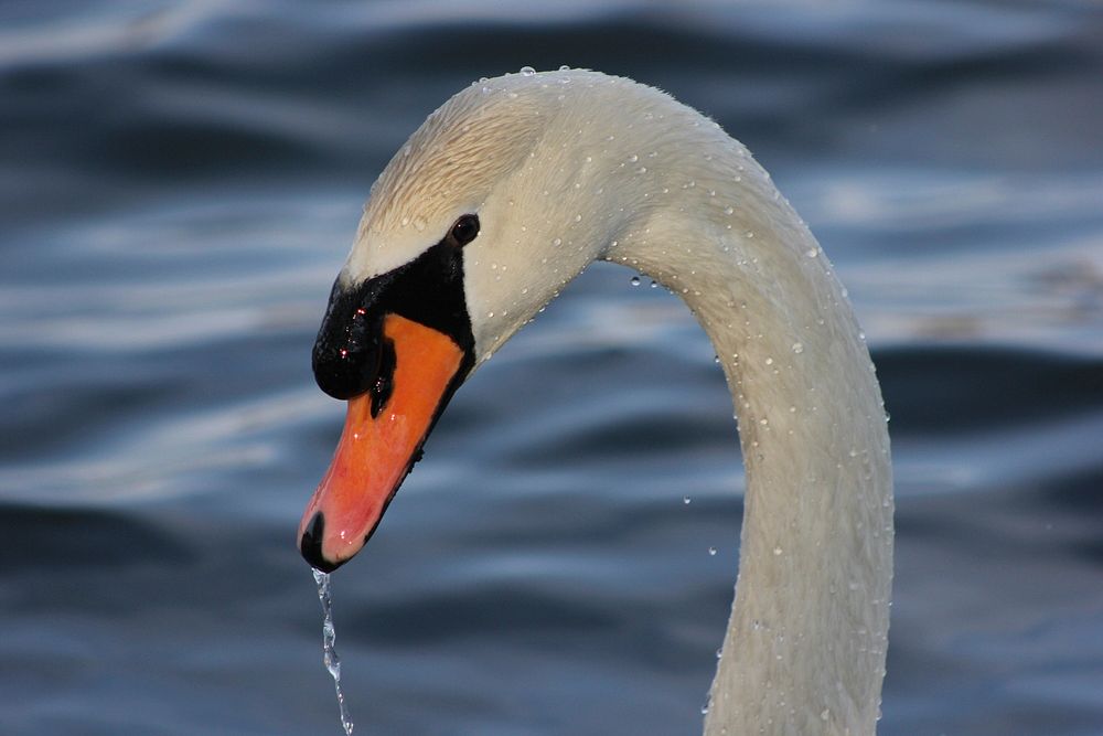 Free mute swan on water image, public domain animal CC0 photo.