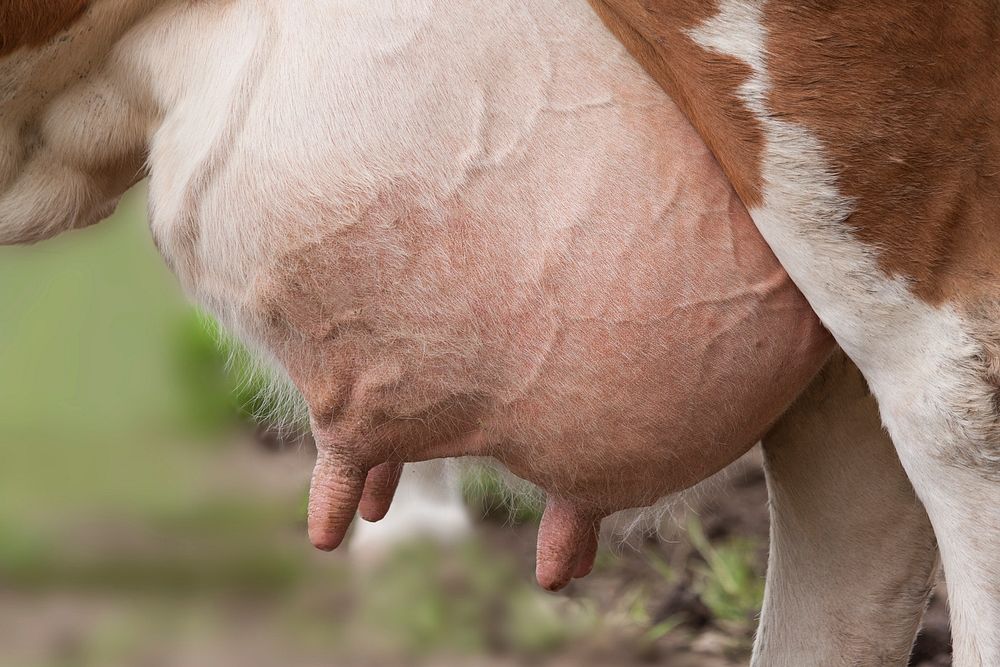 Free close up of cow's udder image, public domain animal CC0 photo.