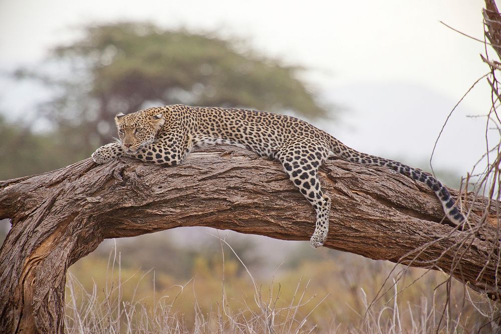 Free leopard image, public domain wild animal CC0 photo.