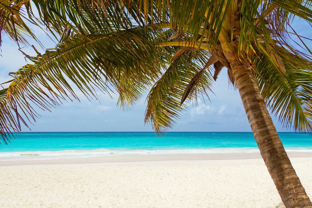 Sunny beach with palm tree, blue sky background, free public domain CC0 photo.