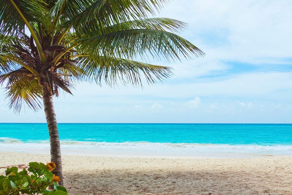 Sunny beach with palm tree, blue sky background, free public domain CC0 photo.