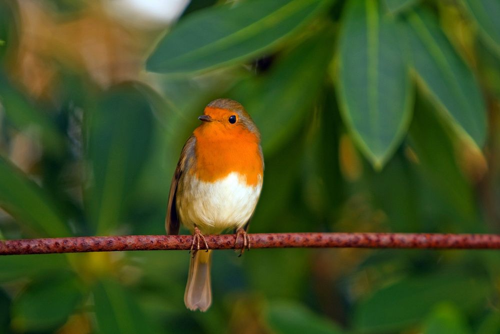 Free bird image, public domain animal CC0 photo.