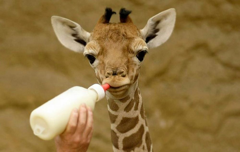 Free baby giraffe getting fed image, public domain CC0 photo.