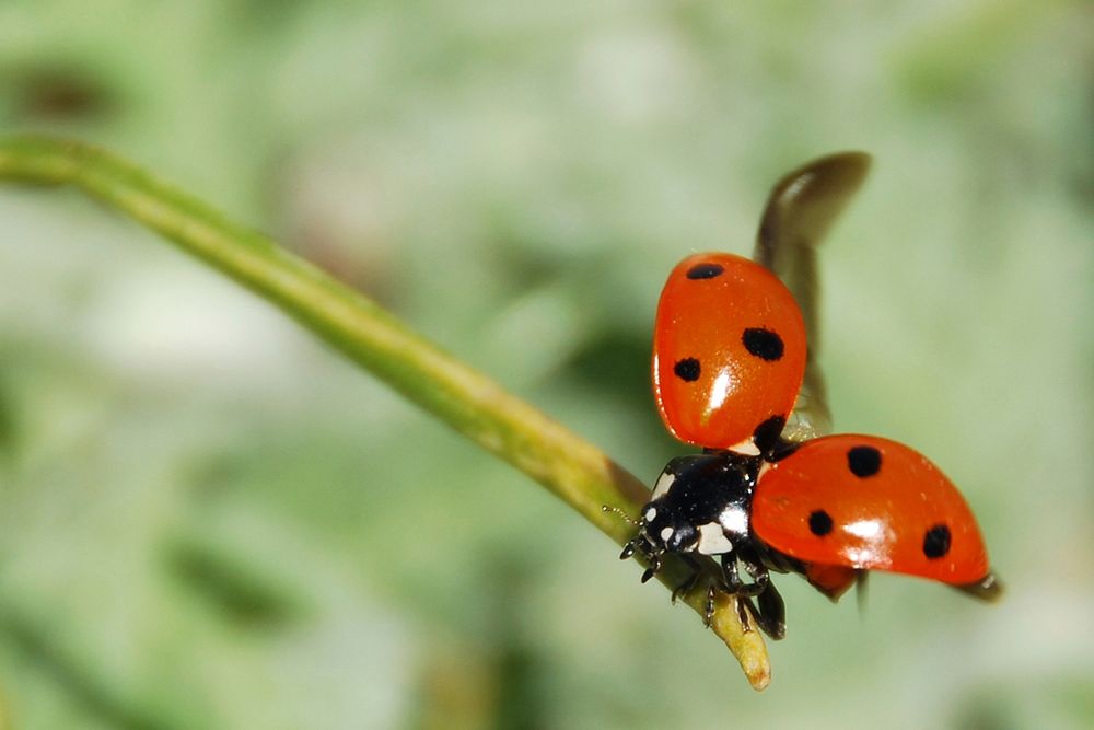 Free ladybug image, public domain animal CC0 photo.