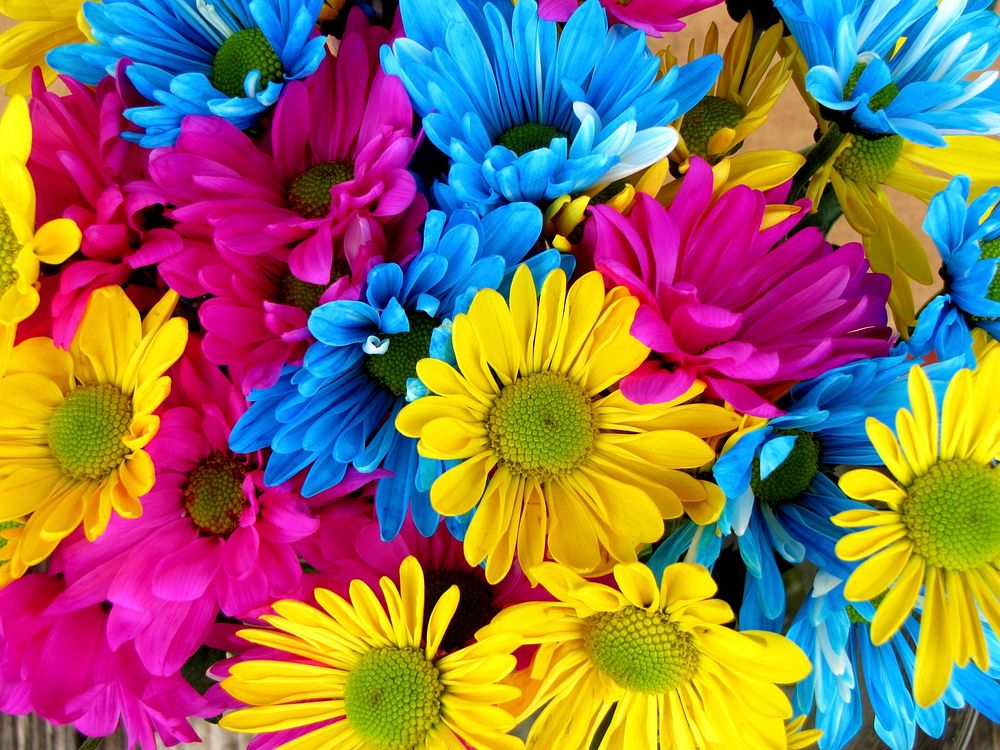 Free colorful daisies image, public domain flower CC0 photo.