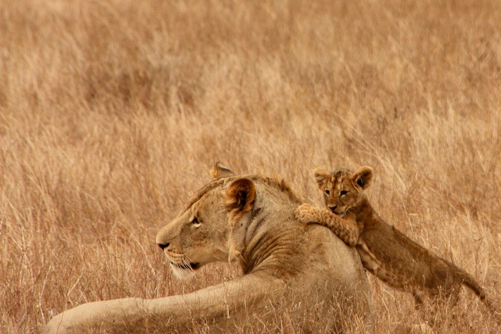 Free mother and baby lion, wildlife image, public domain CC0 photo.