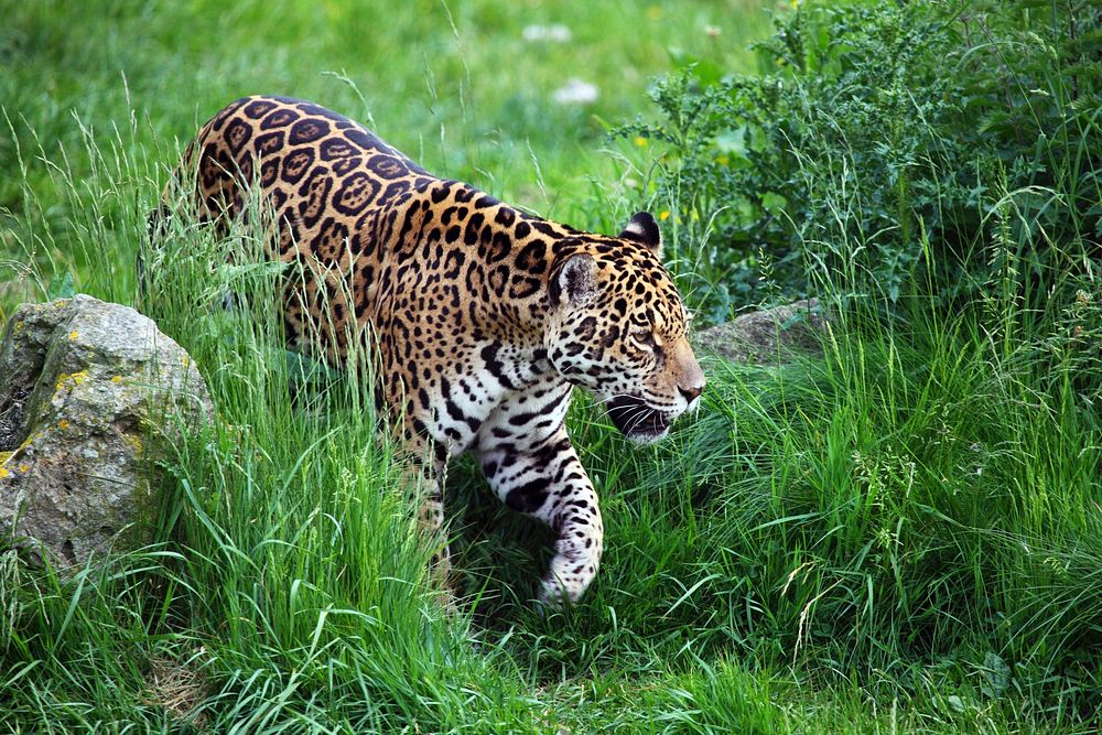 Free jaguar image, public domain wild animal CC0 photo.