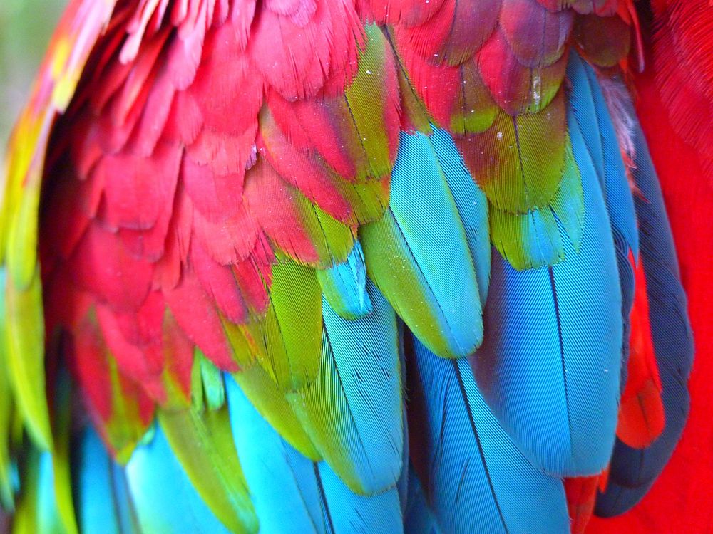 Free parrot's feathers image, public domain animal CC0 photo.