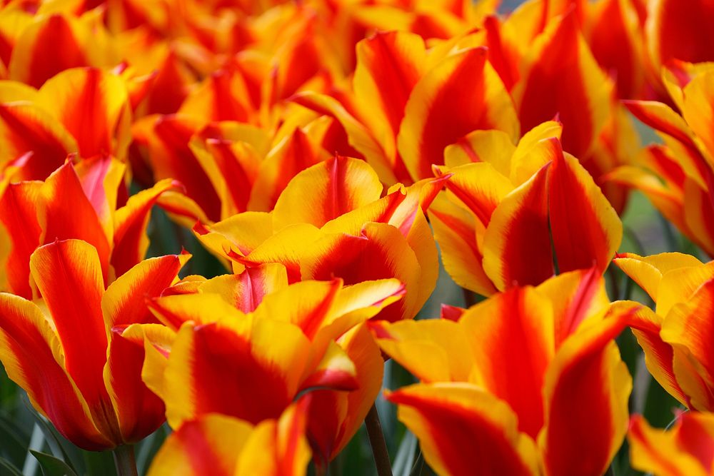 Free tulip garden image, public domain flower CC0 photo.