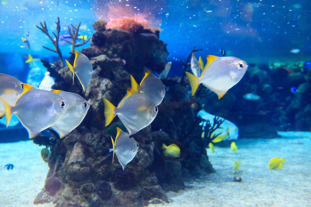 Free colorful reefs and fish image, public domain animal CC0 photo.