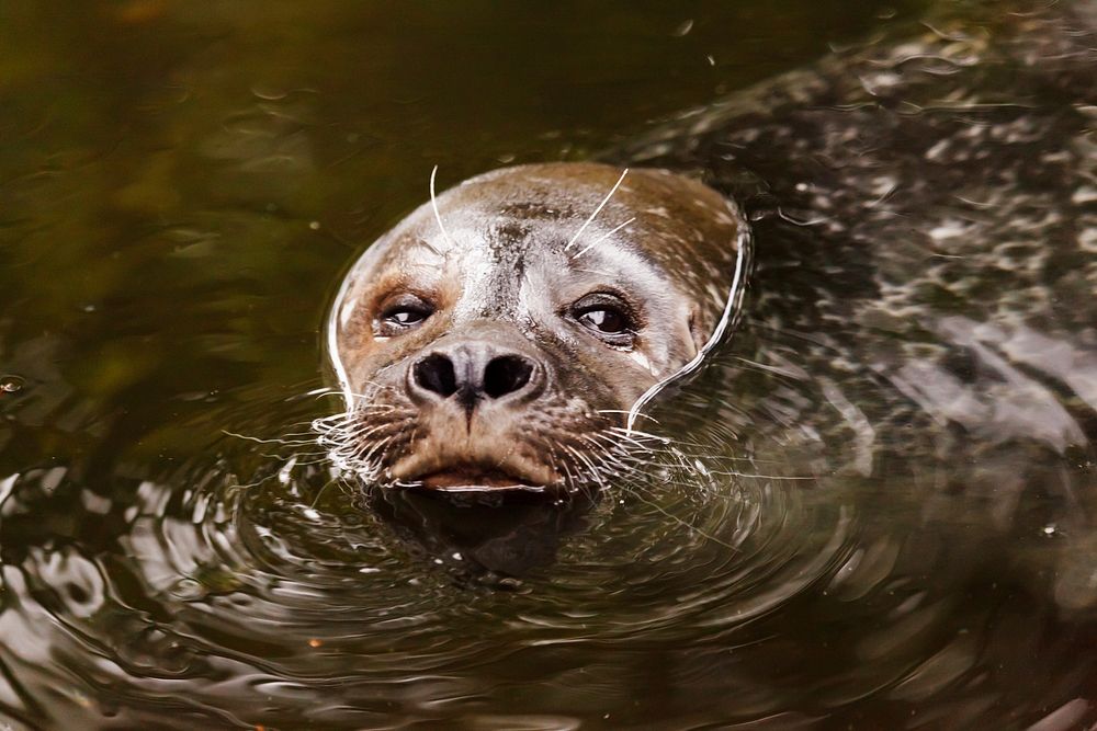 Free seal image, public domain animal CC0 photo.