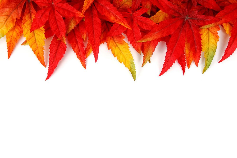 Free autumn leaves image, public domain nature CC0 photo.