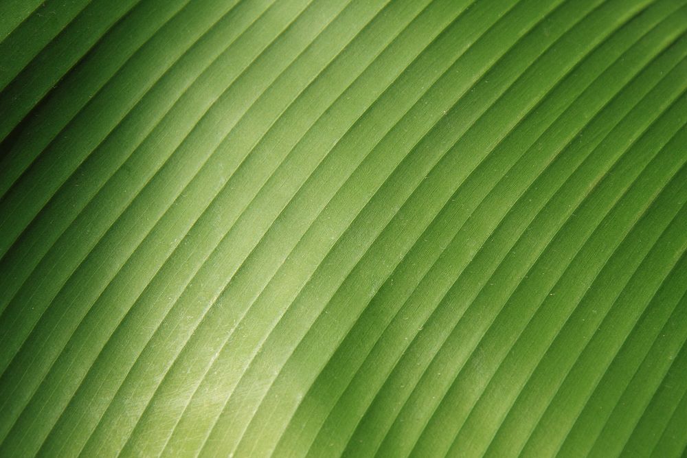 Free banana leaf macro image, public domain plant CC0 photo.