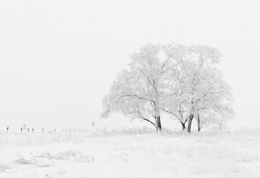 Free lone tree in snow image, public domain botanical CC0 photo.
