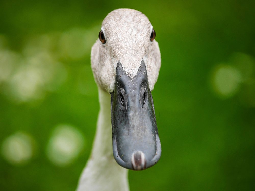 Free close up duck's beak image, public domain animal CC0 photo.