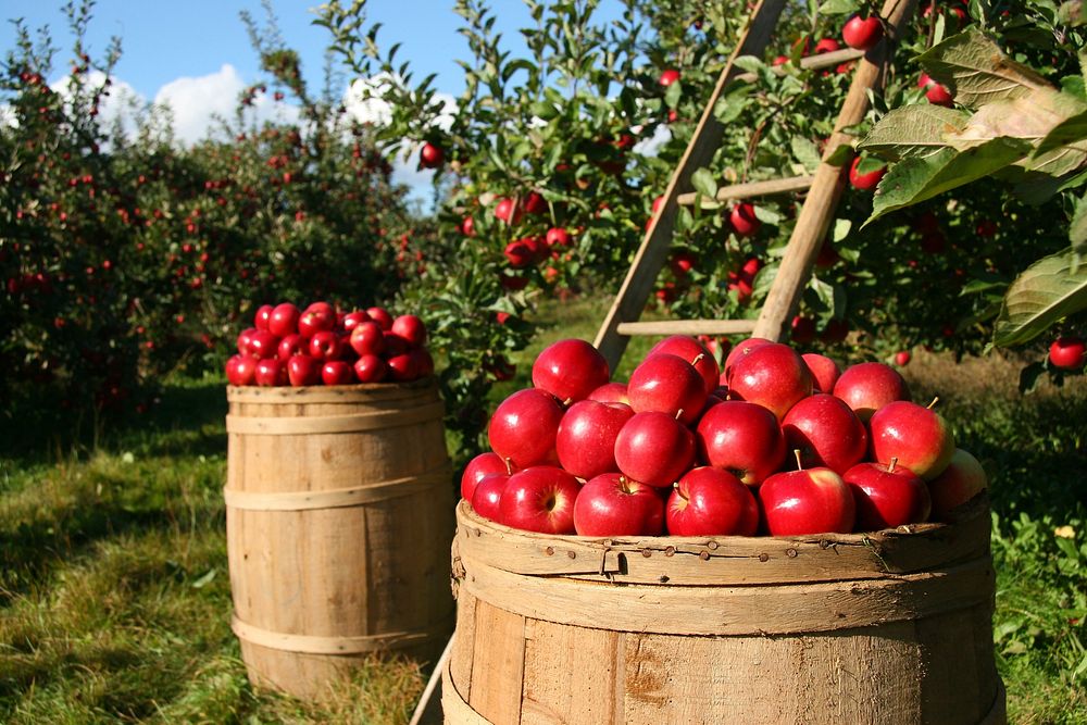 Free red apples orchard, wooden barrel photo, public domain fruit CC0 image.