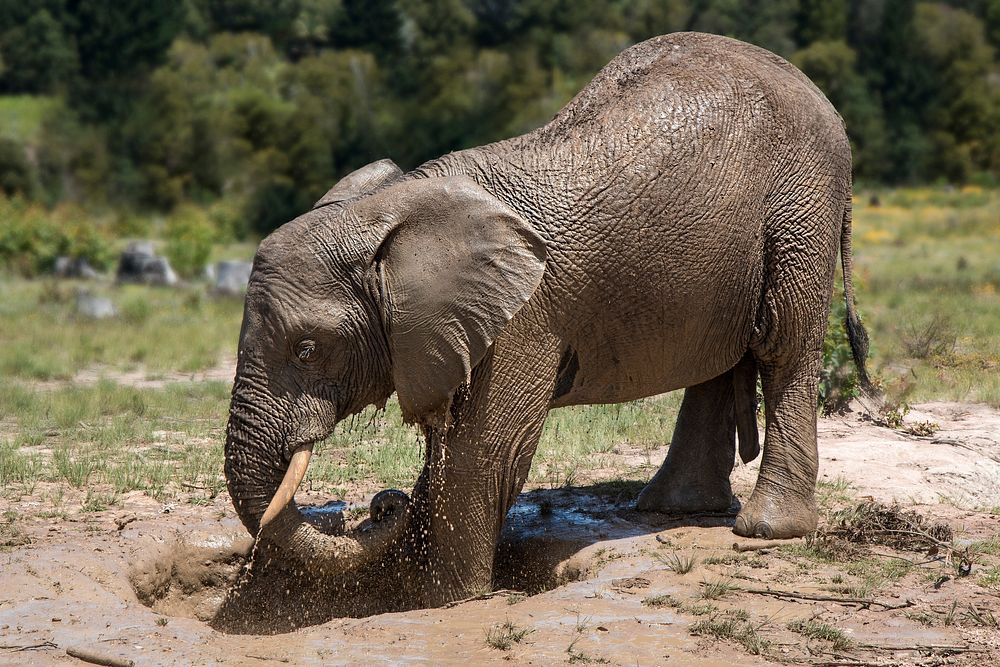 Free African elephant image, public domain wild animal CC0 photo.
