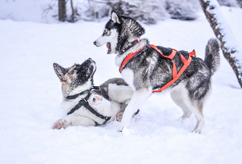 Free Siberian Husky dogs in the snow image, public domain CC0 photo.