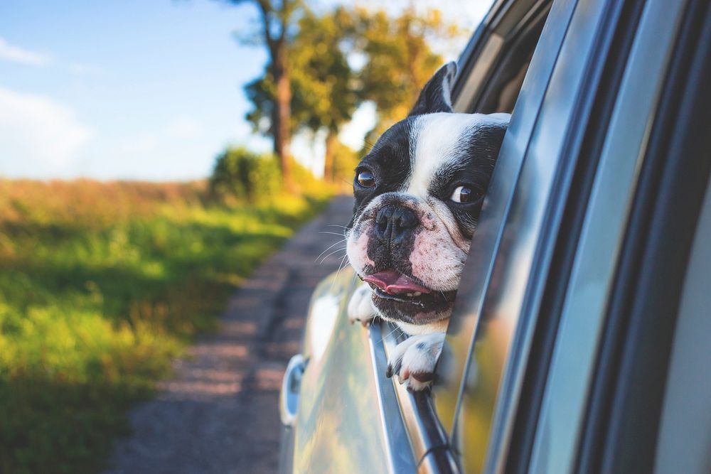 Free bulldog looking out of car window image, public domain animal CC0 photo.