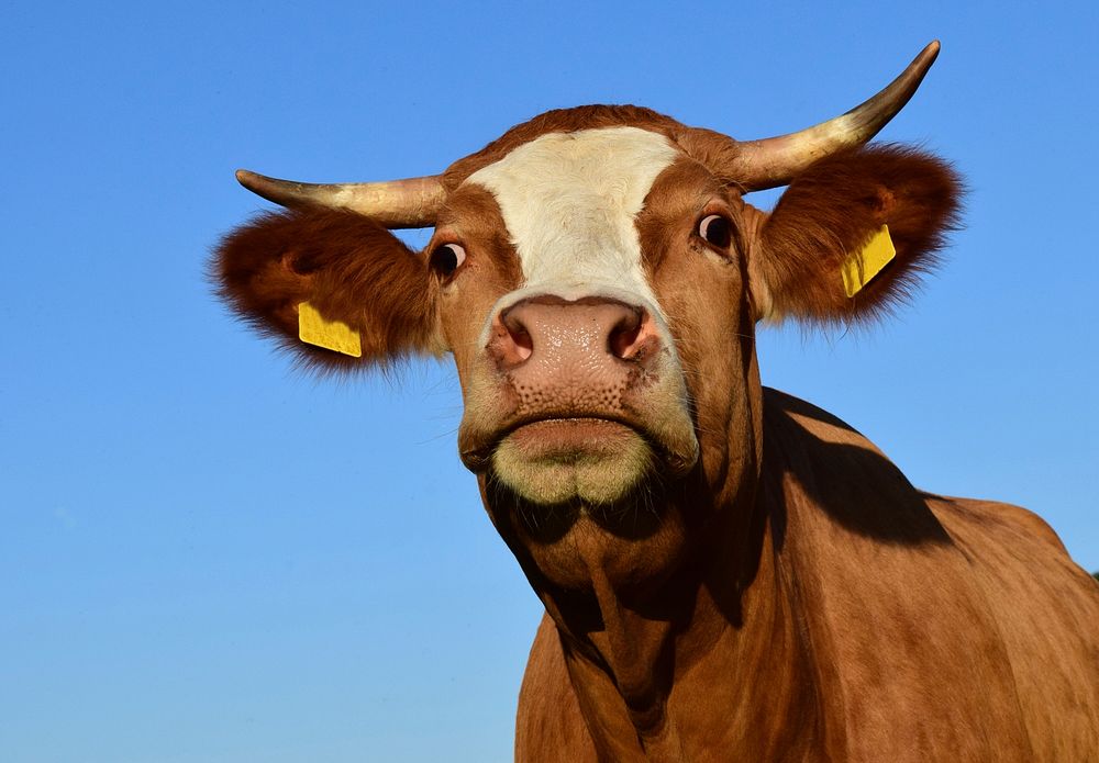 Free cow image, public domain animal CC0 photo.