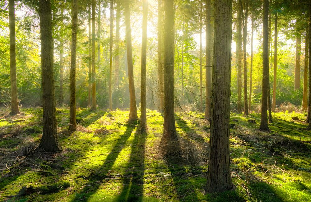 Free trees and greenery image, public domain nature CC0 photo.