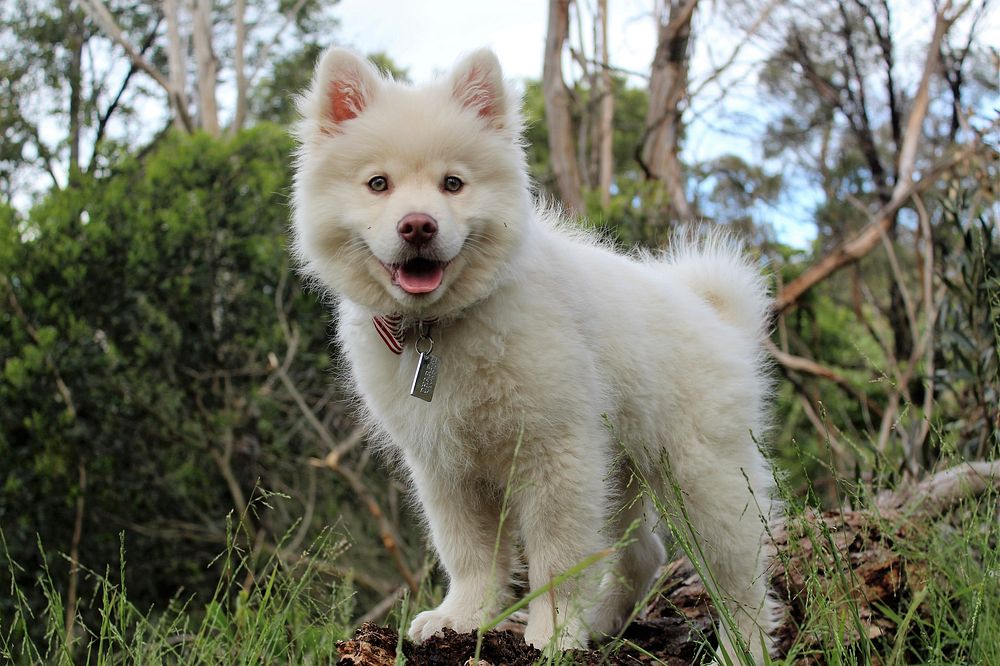 Free white fluffy puppy standing on log in forest image, public domain animal CC0 photo.