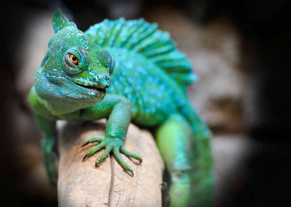 Free chameleon image, public domain animal CC0 photo