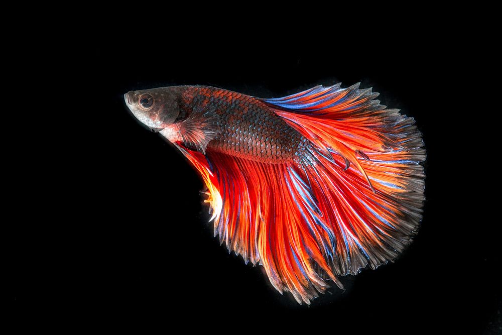 Free betta fish image, public domain animal CC0 photo.