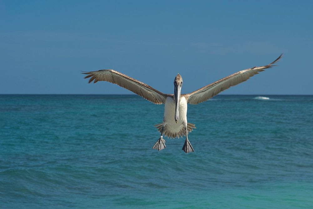 Free flying crane image, public domain animal CC0 photo.
