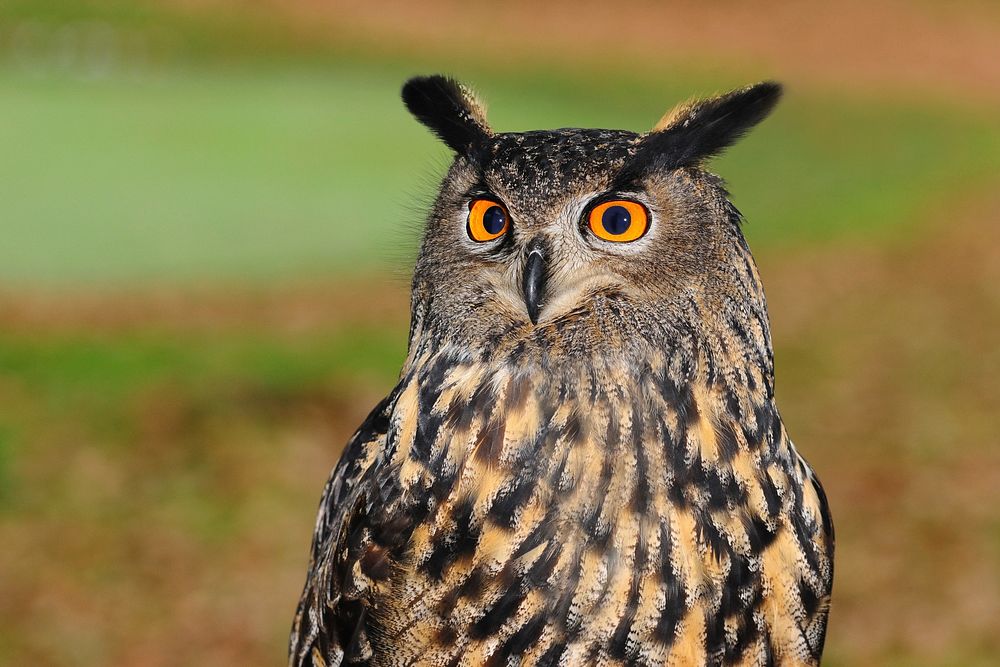 Free owl face image, public domain animal CC0 photo.