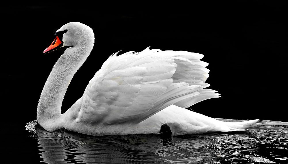 Free mute swan on water image, public domain animal CC0 photo.