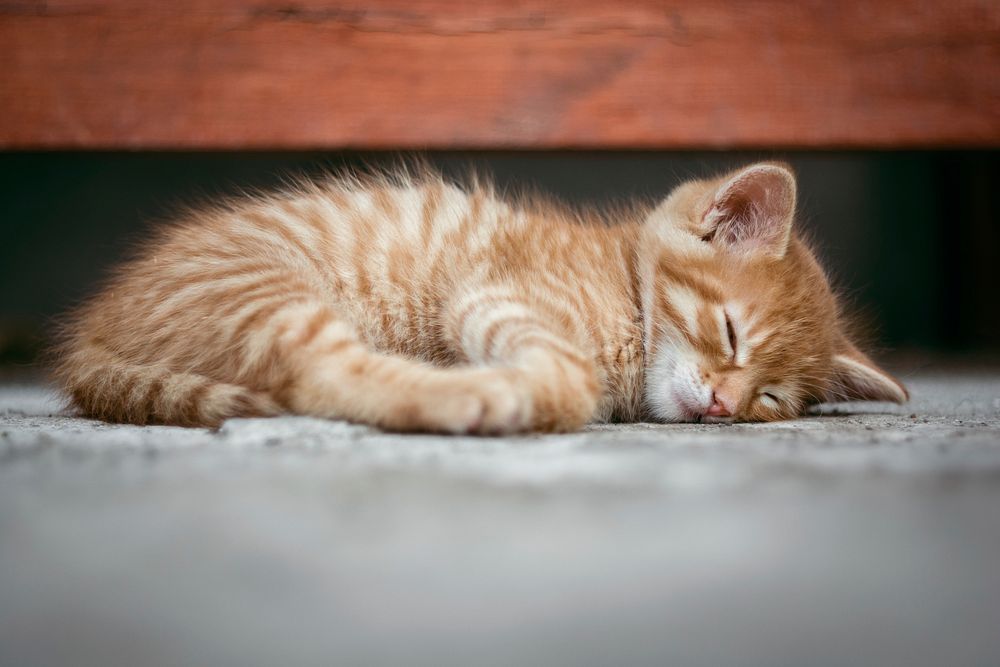 Free ginger shorthair kitten image, public domain CC0 photo.