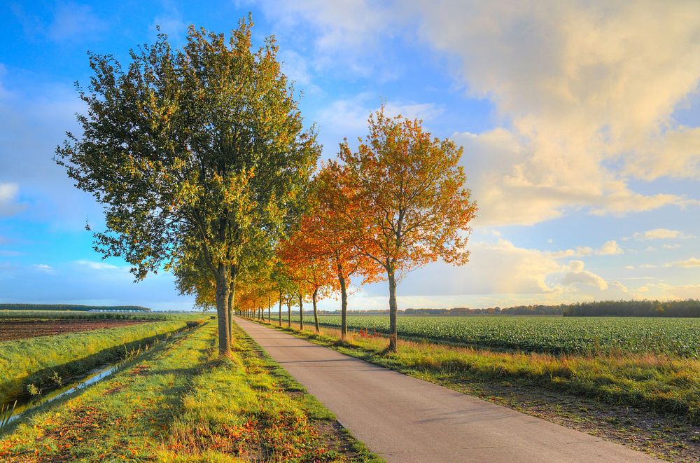 Free autumn fall road with orange leaves photo, public domain nature CC0 image.