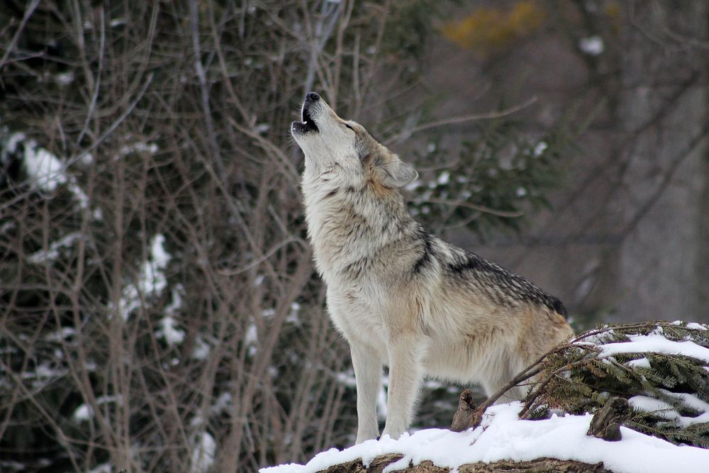 Free wolf howling in snow image, public domain animal CC0 photo.