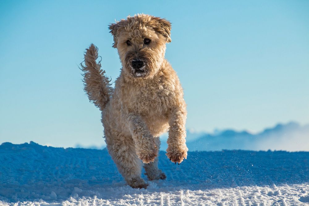 Free whoodle dog jumping on snow image, public domain animal CC0 photo. 
