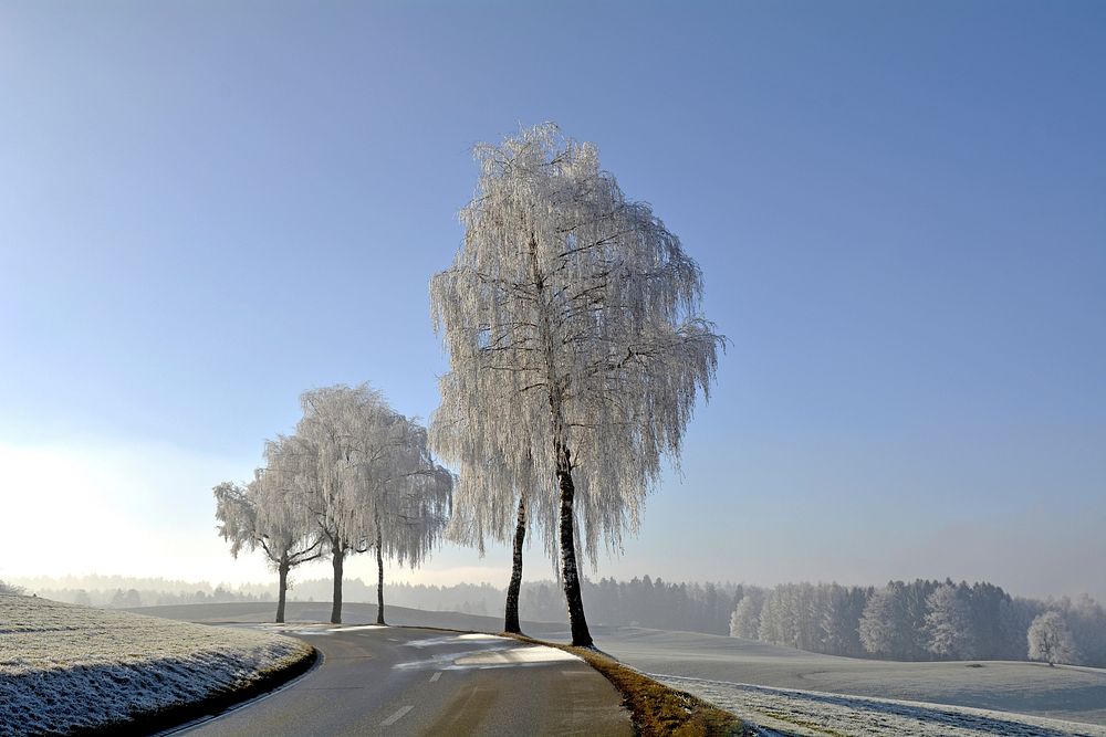 Free lone tree in winter image, public domain botanical CC0 photo.
