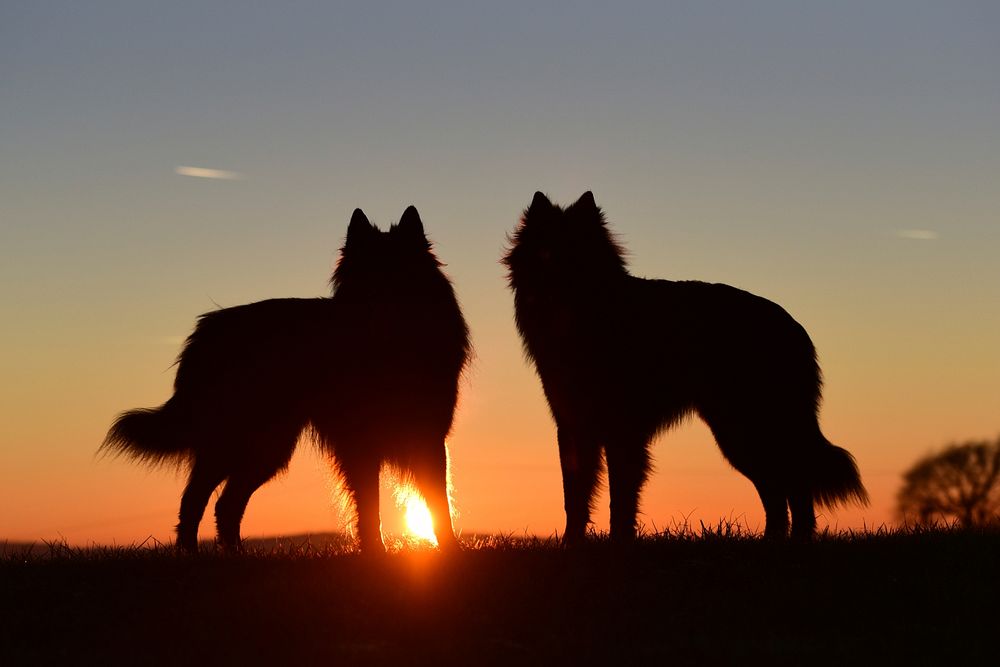 Free 2 German shepherd dog standing at dawn image, public domain animal CC0 photo.