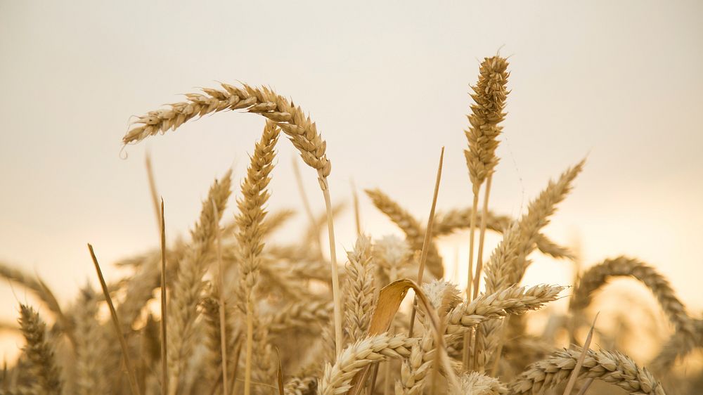 Free wheat in field image, public domain CC0 photo.