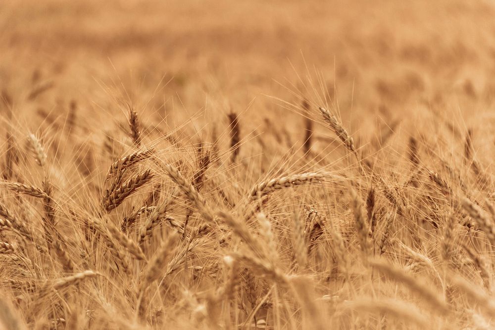 Free einkorn wheat field image, public domain food CC0 photo.