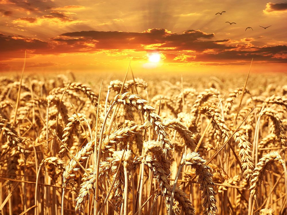Free autumn wheat background public domain CC0 photo.