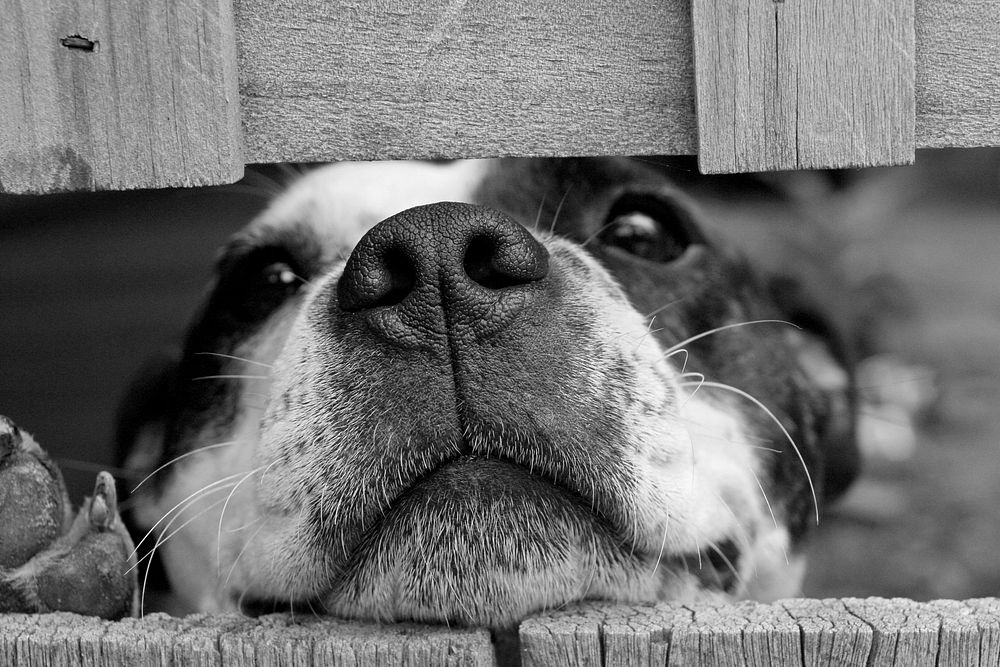 Free dog's head between wooden fence in black and white public domain CC0 photo.