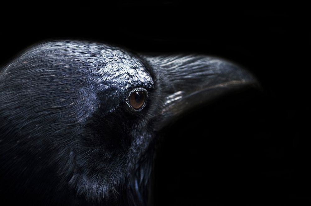 Free crow head image, public domain animal CC0 photo.